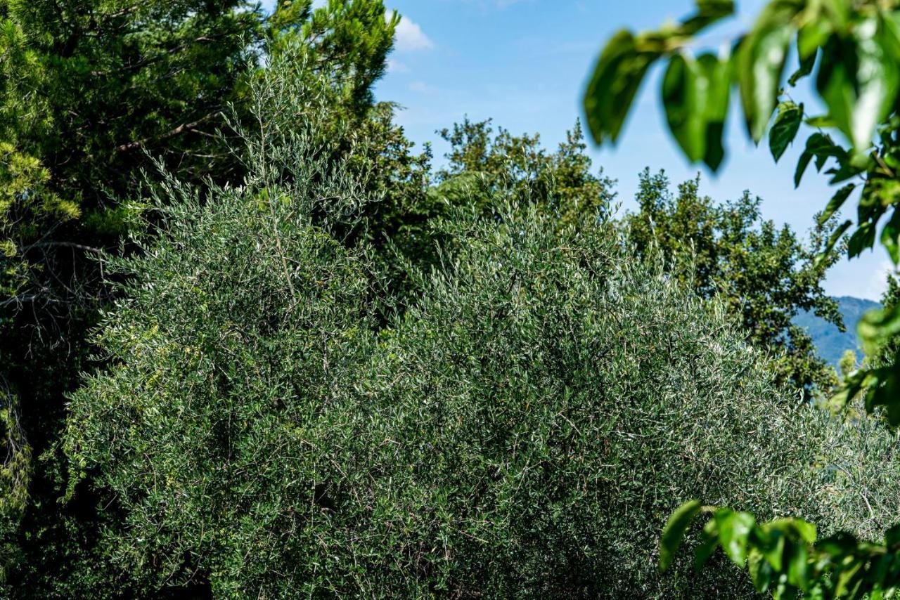 Agriturismo Le Chiusure San Felice del Benaco Exteriör bild